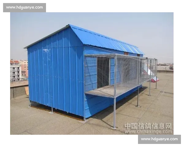 比赛信鸽的价值如何评估 是否真的能够带来高额收益